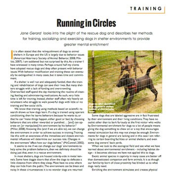 Certified dog trainer working with a rescue dog in a training environment.