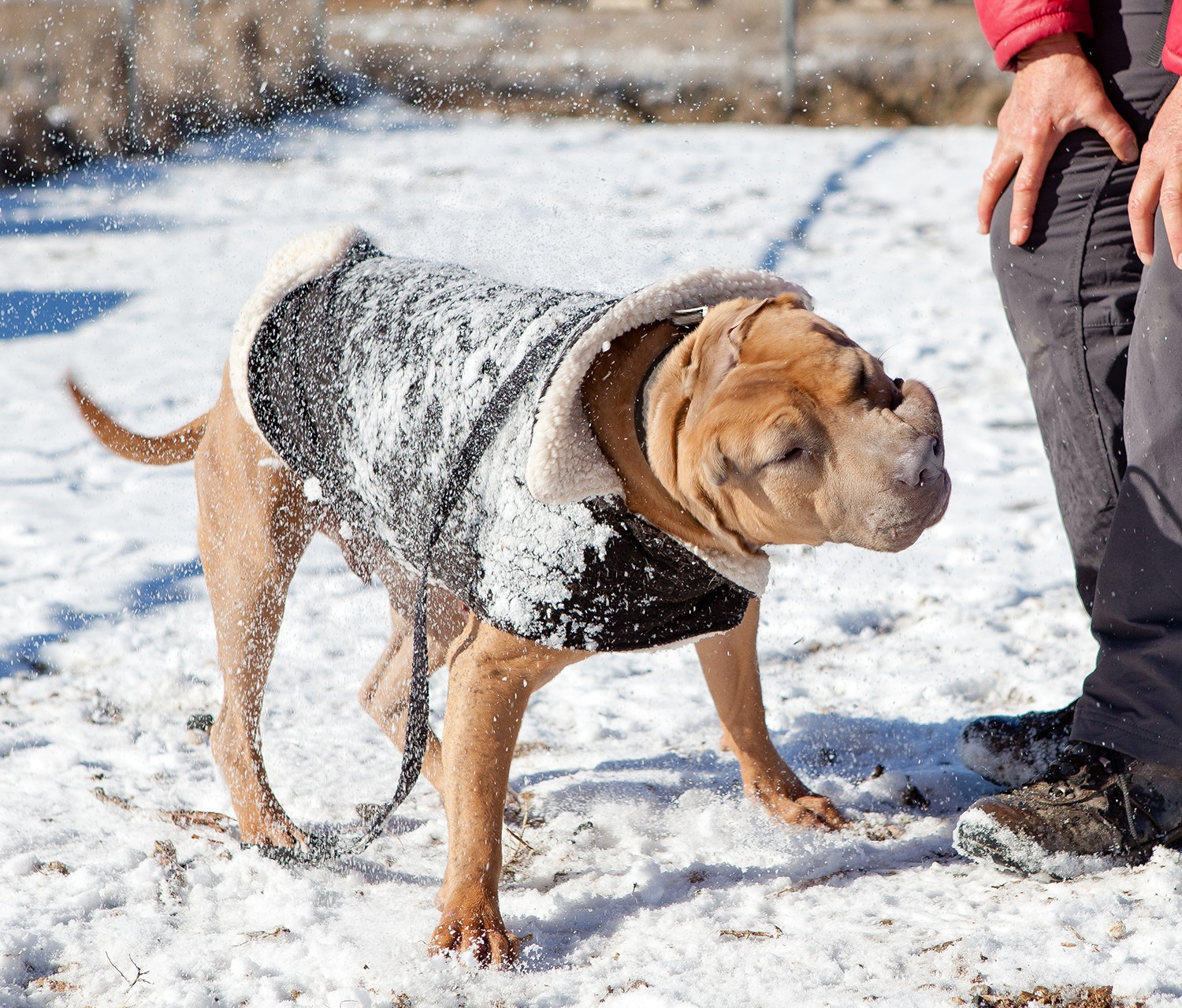Dog in winter coat shaking off snow with certified dog trainer nearby