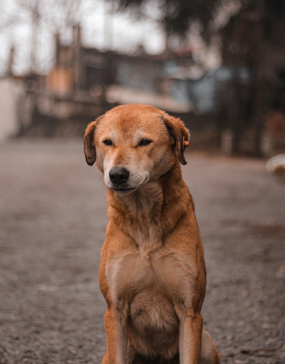 Brown dog sitting on a gravel path, trained by certified dog trainer
