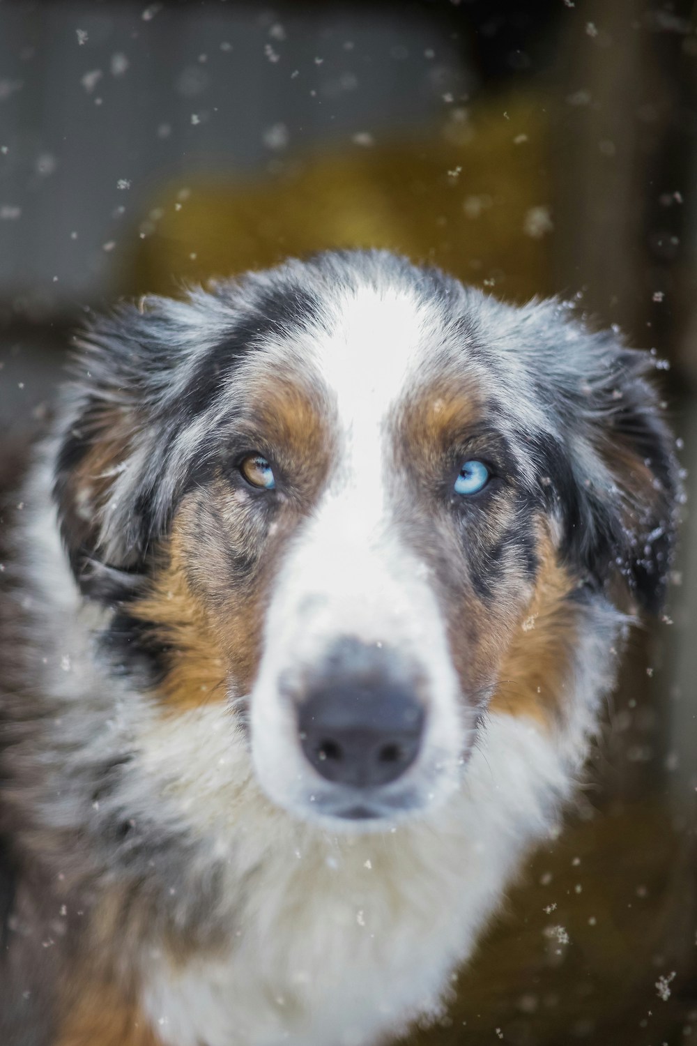 Close-up of a dog with heterochromia, trained by certified dog trainer at Jane Trains Home.