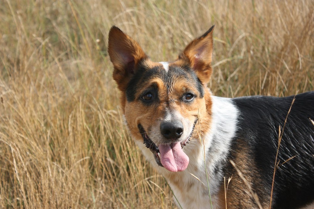 Happy dog in a field, trained by certified dog trainer at Jane Trains Home.