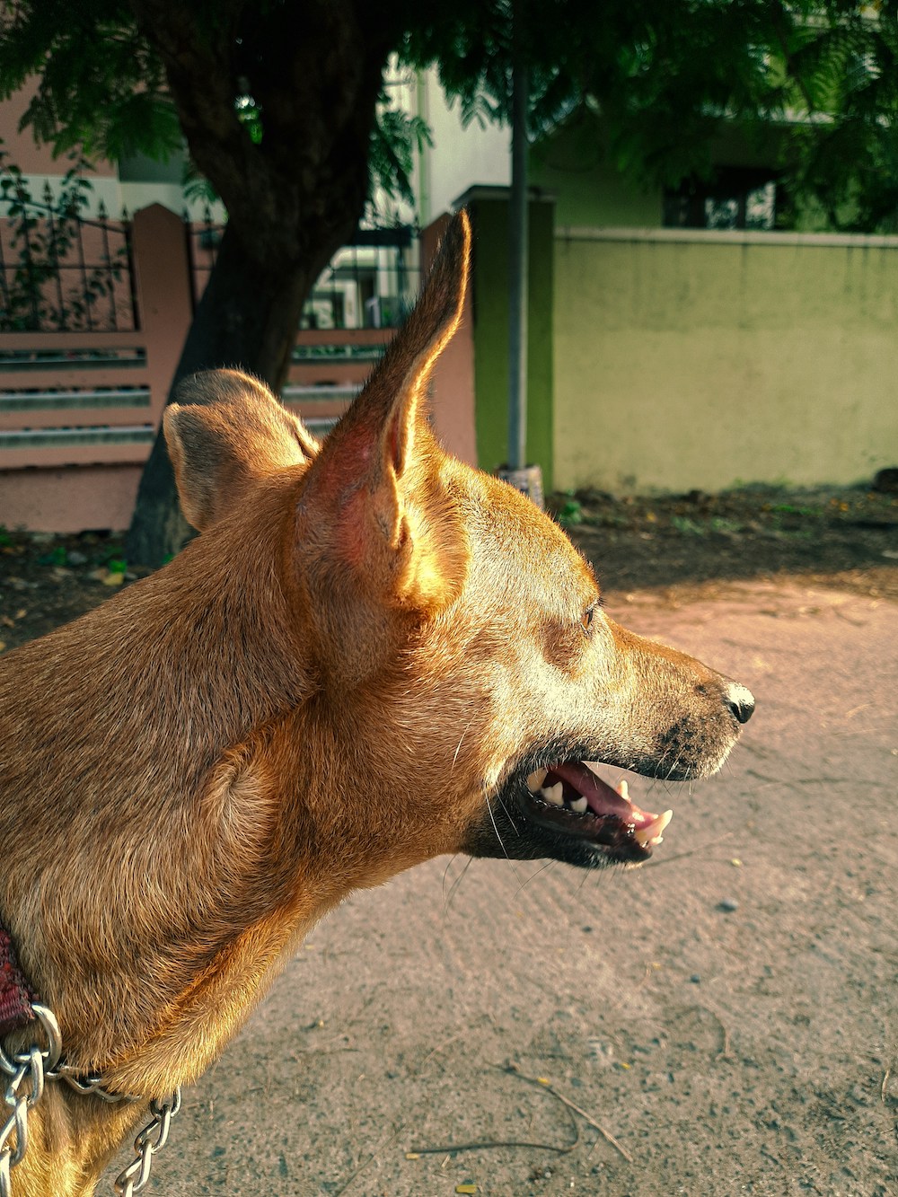 Brown dog with ears perked up, trained by certified dog trainer at Jane Trains Home.