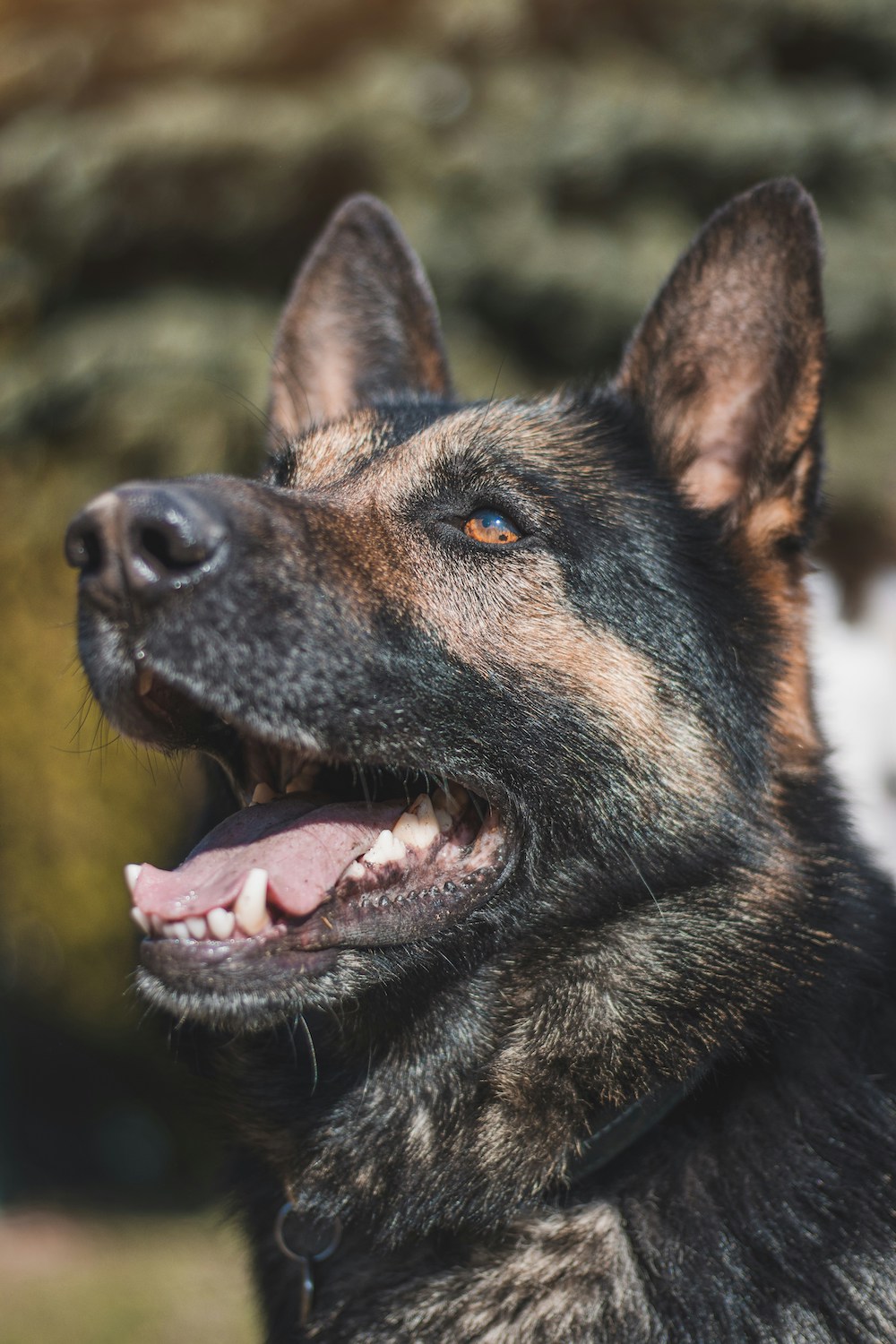Close-up of a German Shepherd trained by certified dog trainer