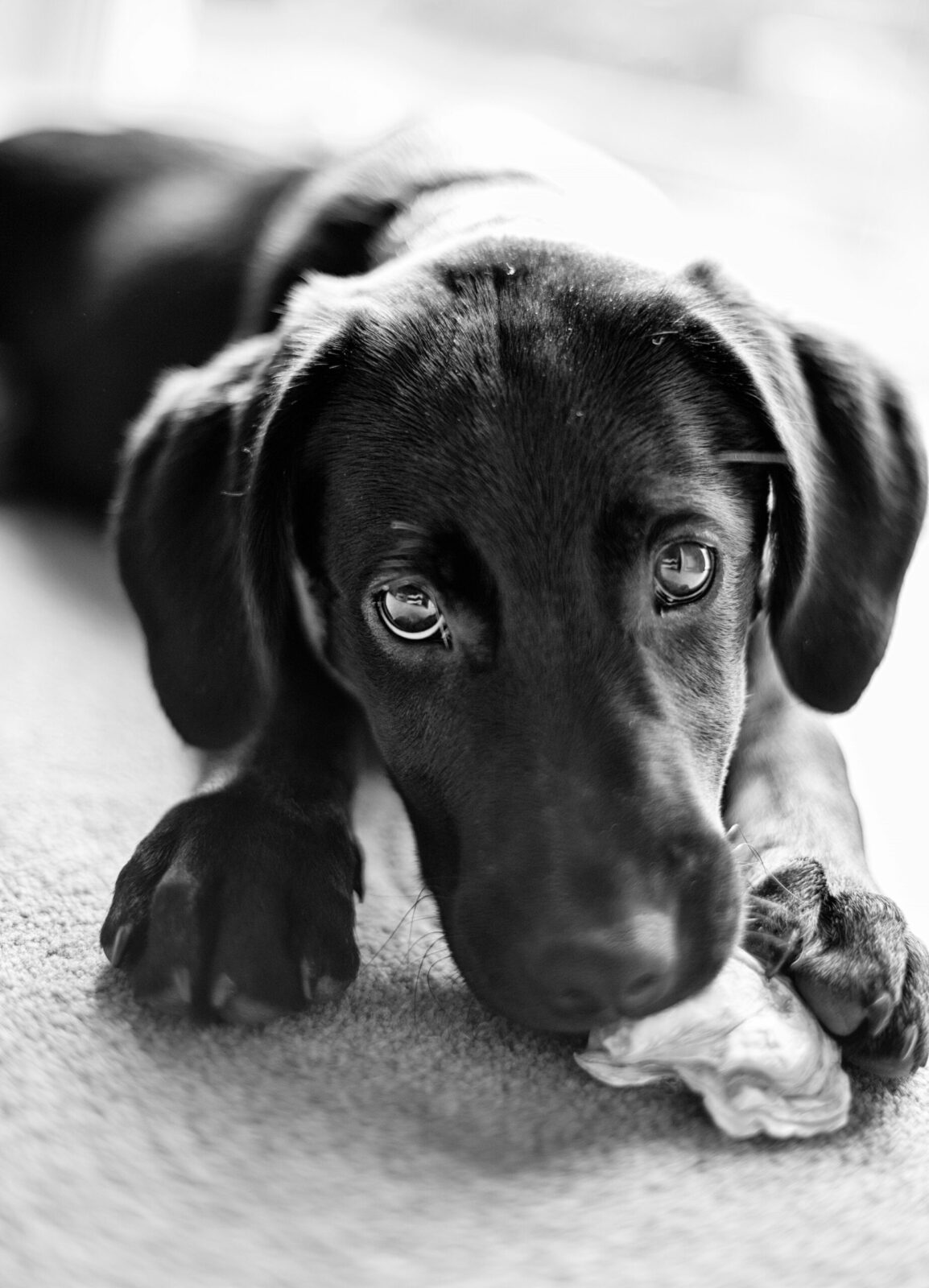 Black and white photo of a puppy chewing a bone, certified dog trainer insights
