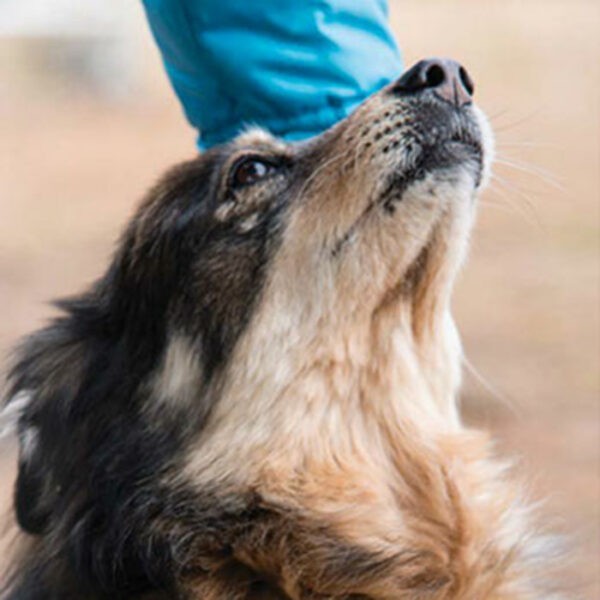 Dog looking up at certified trainer's hand outdoors