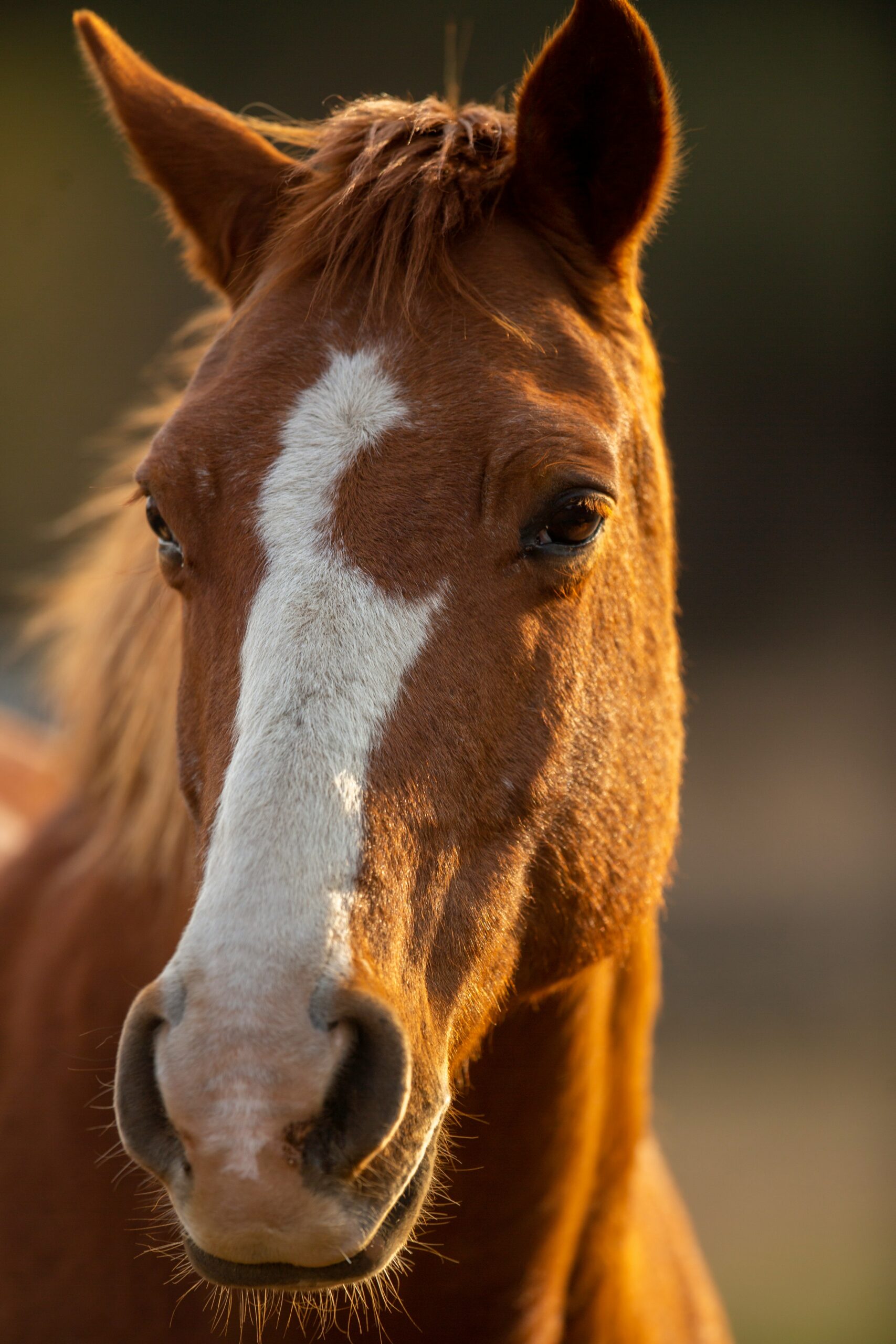 Close-up of a brown horse with a white blaze in sunlight